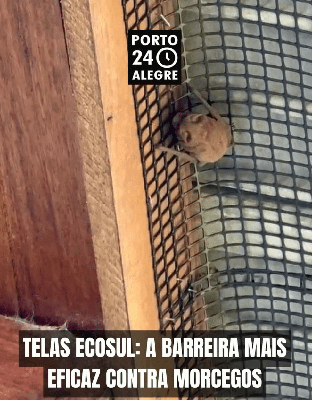 MANEJO SEGURO DE MORCEGOS